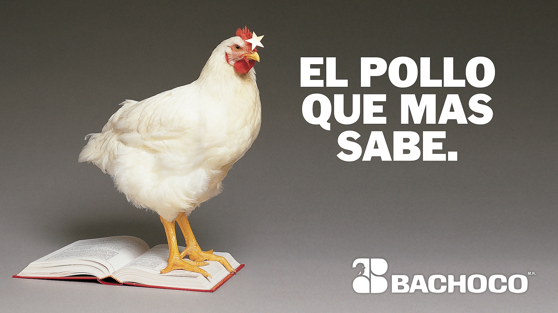 Carteleras EL POLLO QUE MAS SABE